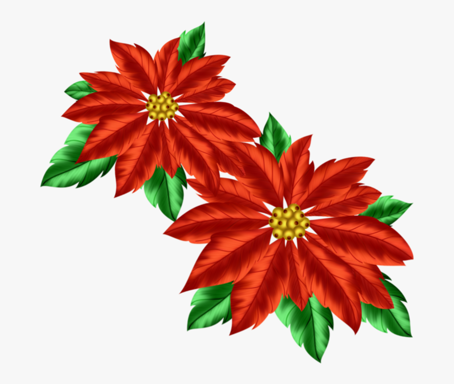 Transparent Poinsettia Clipart - Poinsettia, Transparent Clipart