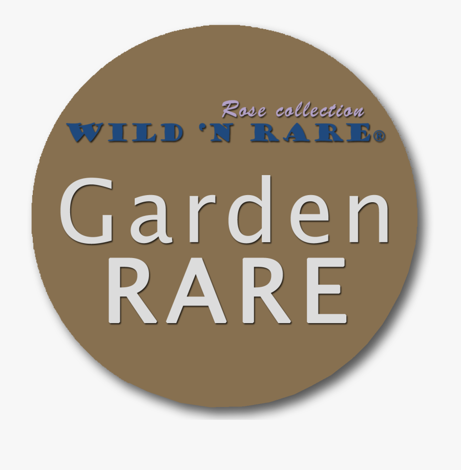 Circle, Transparent Clipart
