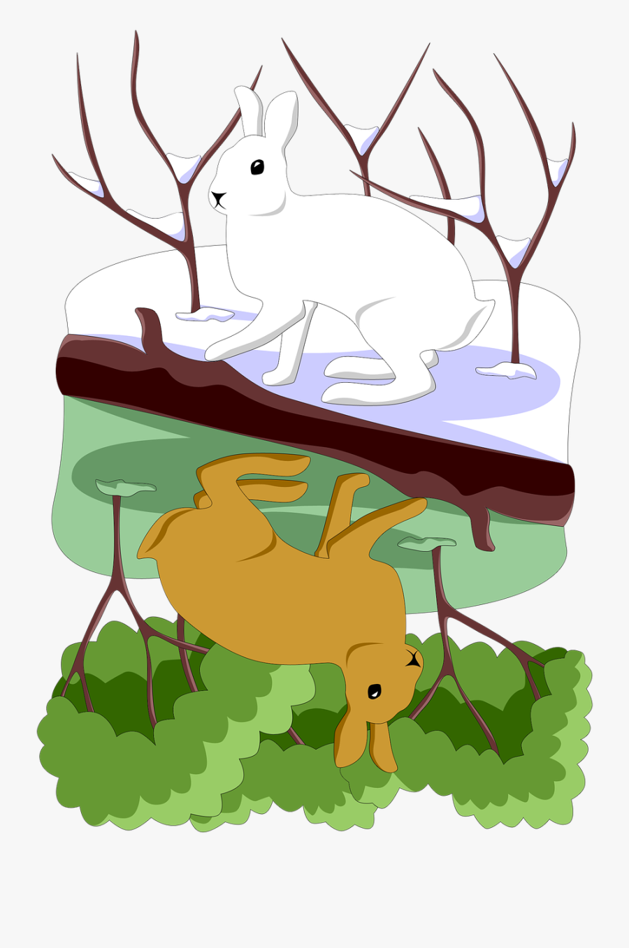 Hare White Summer Free Photo, Transparent Clipart