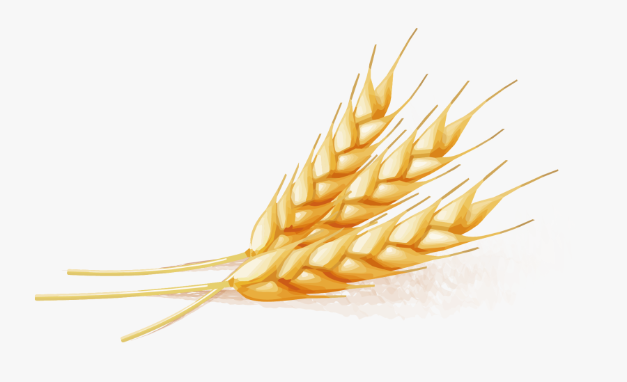 Wheat Vector - Illustration Wheat Vector Png, Transparent Clipart