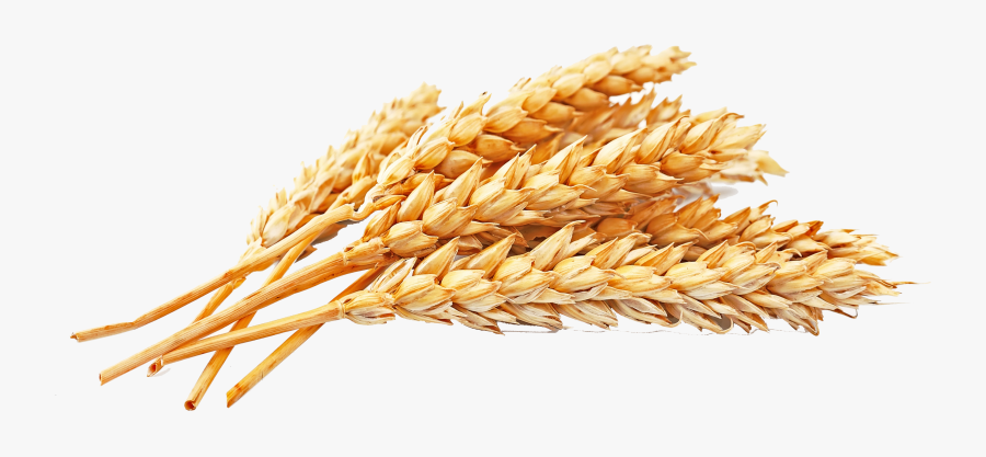 Wheat Silhouette Clipart, Transparent Clipart