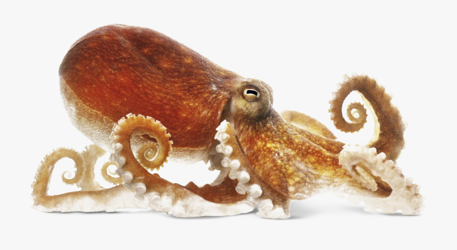 Octopus Png Image - Octopus Png, Transparent Clipart