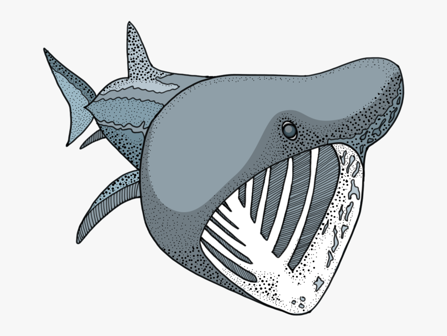 Transparent Cartoon Shark Png - Shark, Transparent Clipart