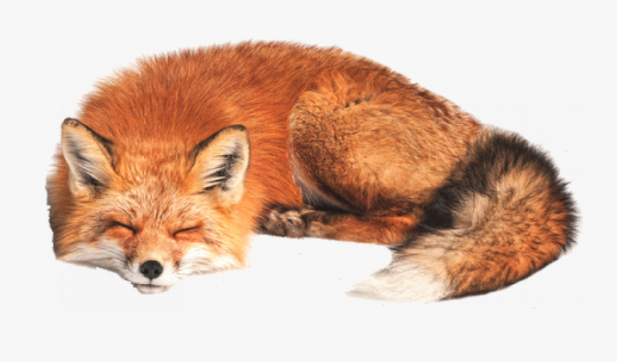 Sleeping Fox In The Snow, Transparent Clipart