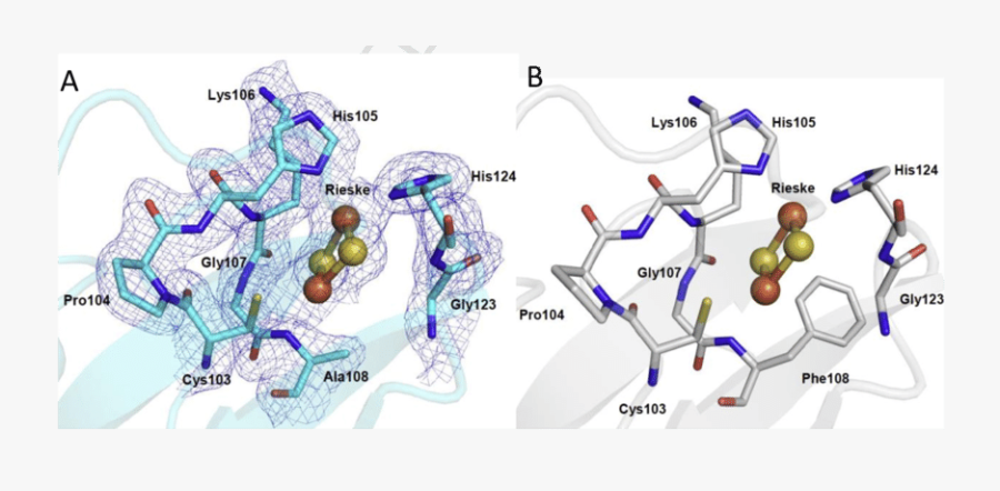 Molecular Details Of The Rieske Cluster Of Nt 26 Aiob - Atlas, Transparent Clipart