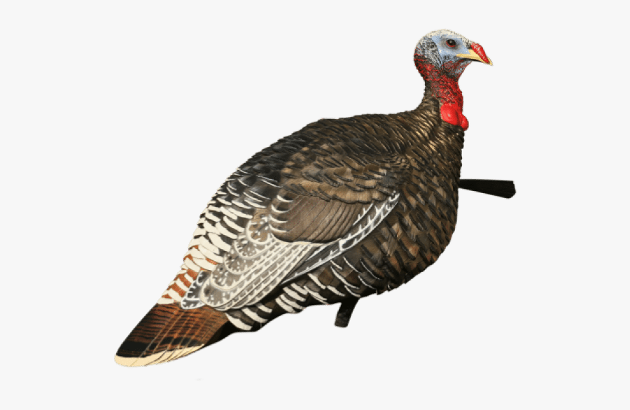 Turkey Hen Png - Jake Turkey Jake Vs Hen, Transparent Clipart