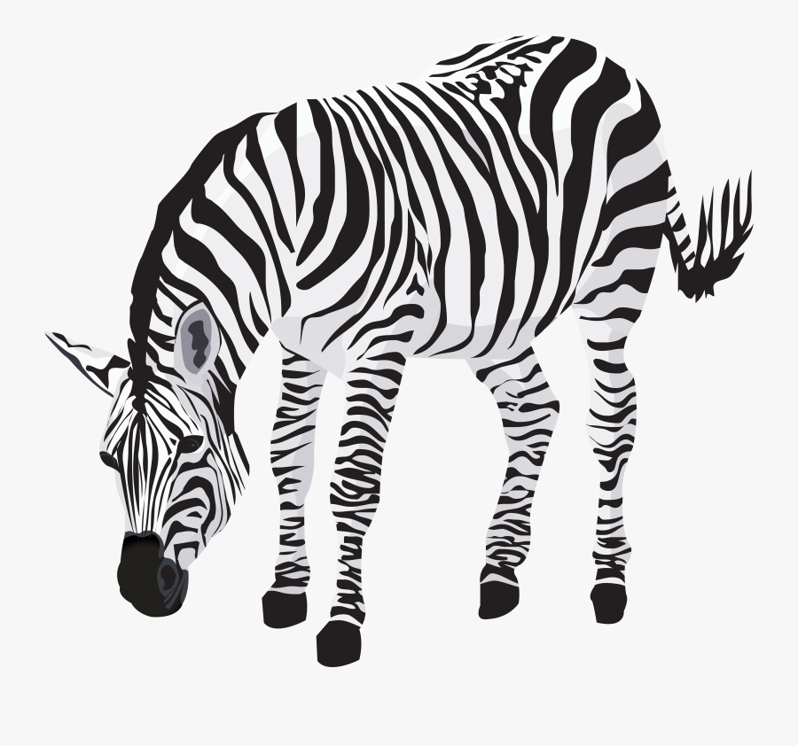 Zebra Clipart Image Gallery, Transparent Clipart