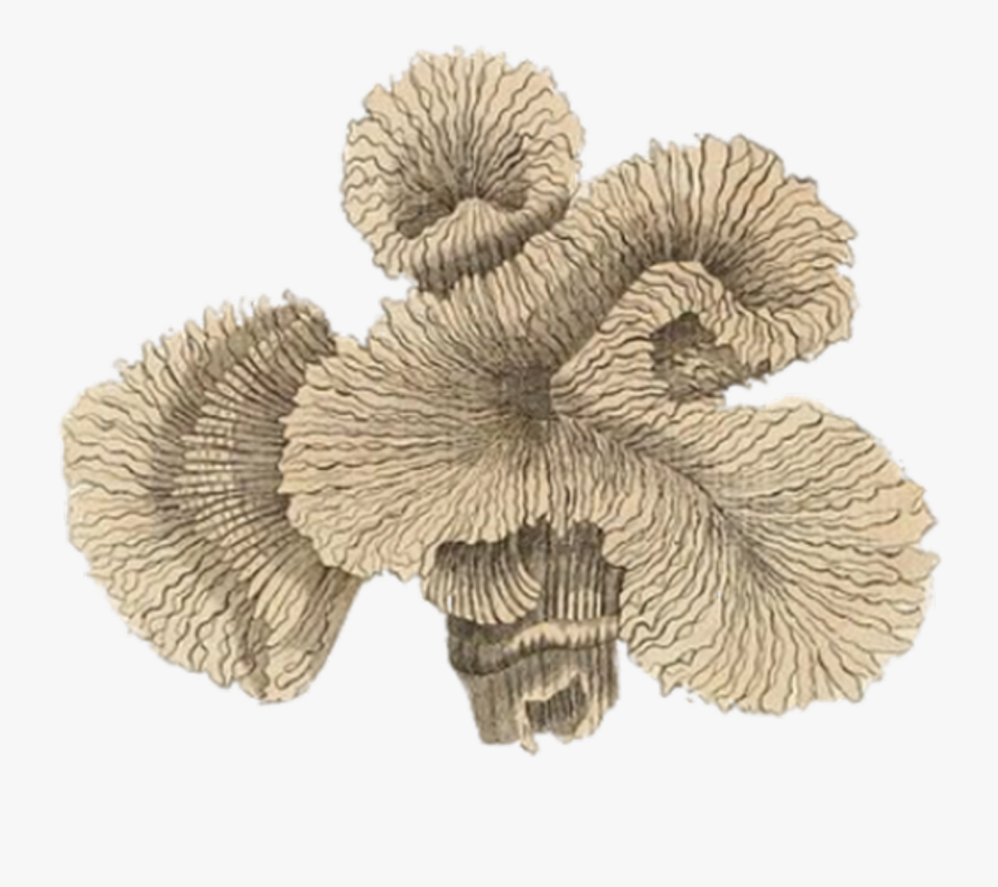 Vintage Corals, Transparent Clipart