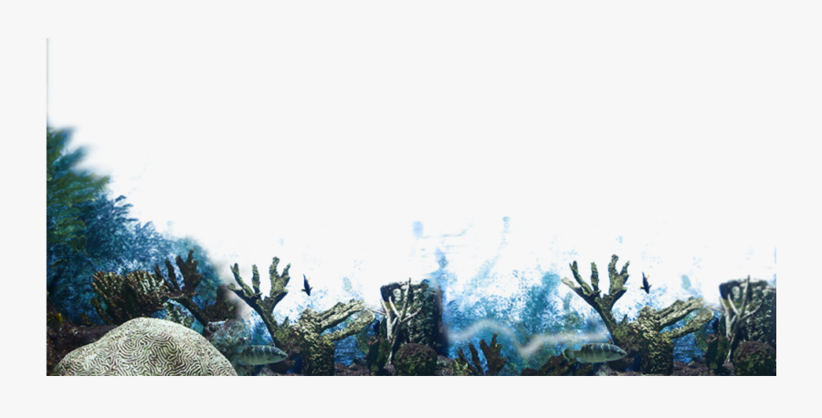 Transparent Sea Plants Png - Coral Png, Transparent Clipart