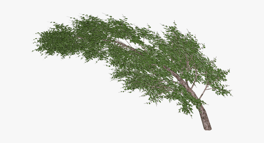 Tree Stick Png - Arbol Viento Png, Transparent Clipart
