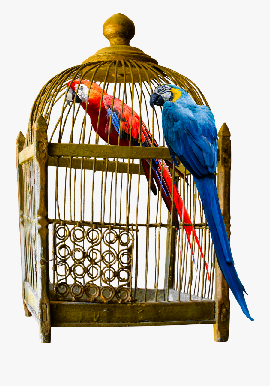 Large Bird Cage - Bird Cage Png, Transparent Clipart