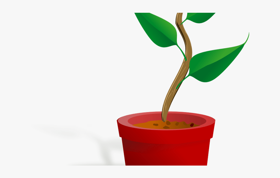 Transparent Poinsettia Clipart - Plant Clip Art, Transparent Clipart