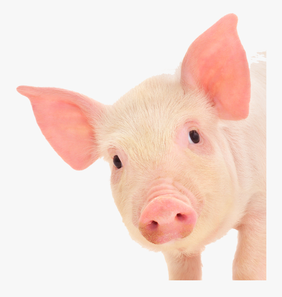 Transparent Ears Png - Pig Face White Background, Transparent Clipart