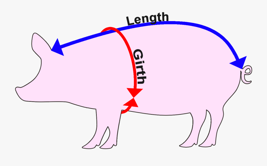 How To Measure A Pig - Heart Girth Of Pig, Transparent Clipart