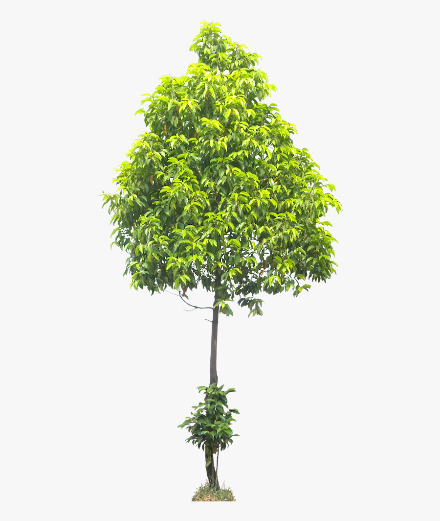Tree Cut Out, Different Types, Photoshop, Landscaping - Tree Png Plant Photoshop, Transparent Clipart
