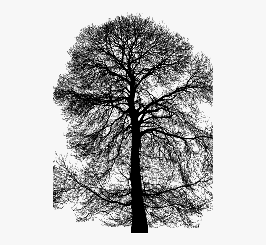 White Pine,plant,leaf - Oak, Transparent Clipart