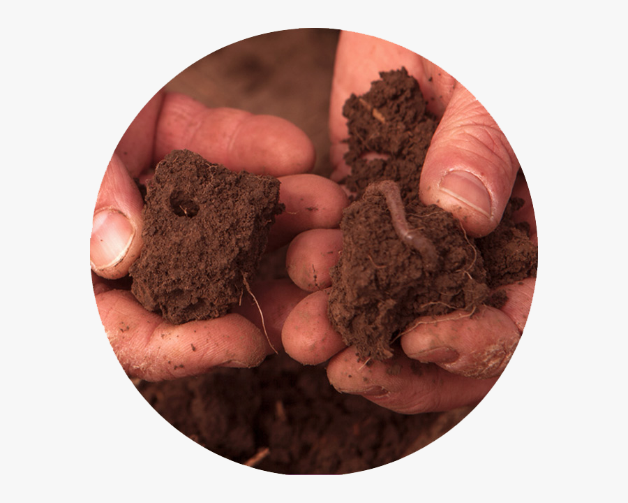 Resilient The Lexicon Words - Root Vegetable, Transparent Clipart