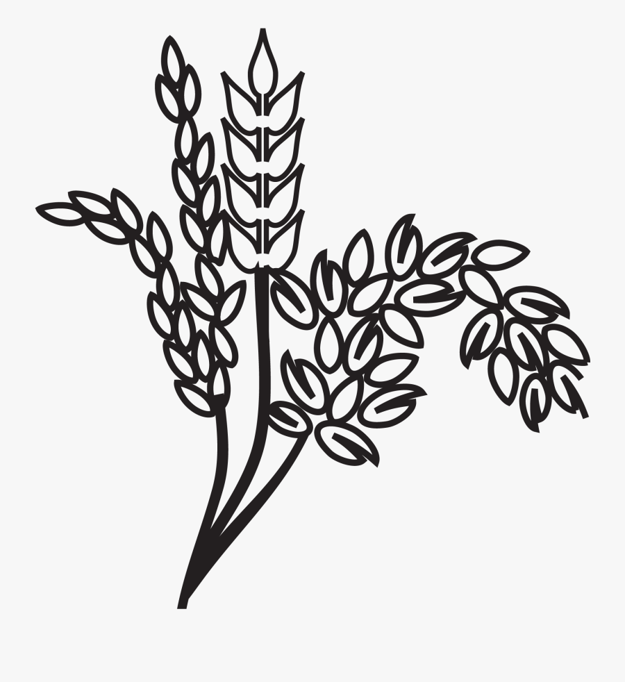 Cereal Grains - Illustration, Transparent Clipart