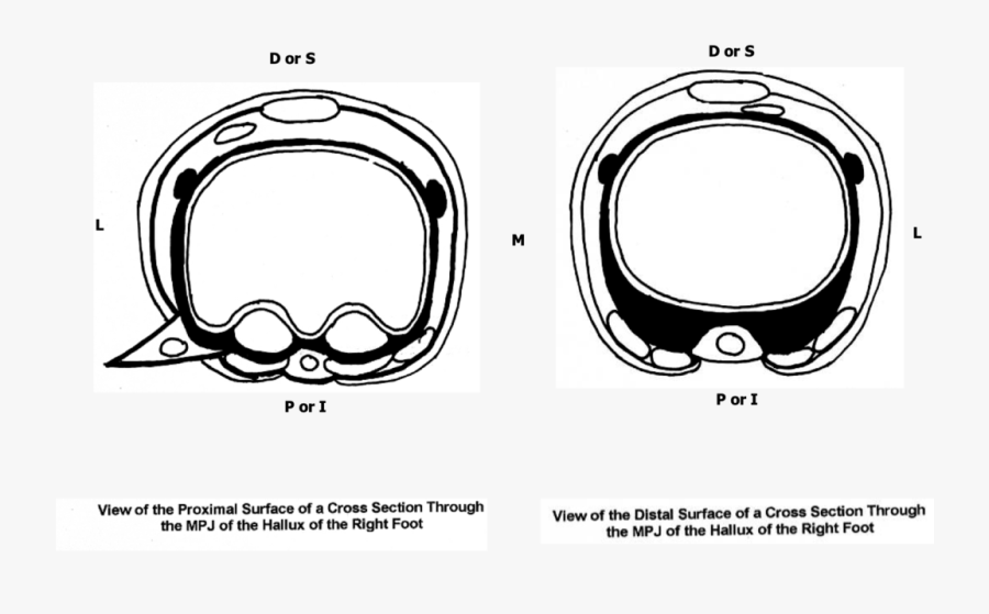 Circle, Transparent Clipart