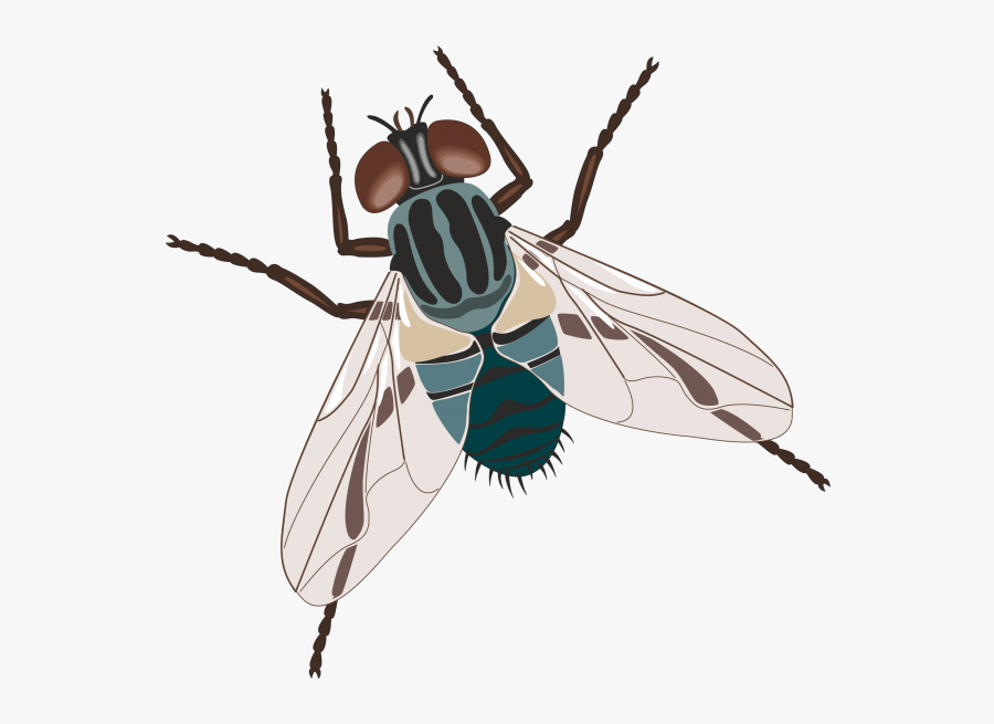 Fly Clipart Drosophila - Fake Fly, Transparent Clipart