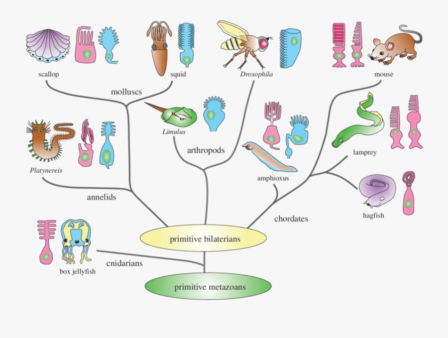 Graphic Library Library Jellyfish Clipart Large Group - Photoreceptors Of Different Animals, Transparent Clipart