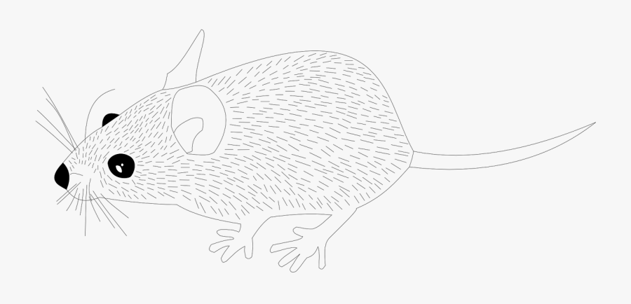 Wood Mouse Animal Mouse Rat Png Image - Cartoon, Transparent Clipart