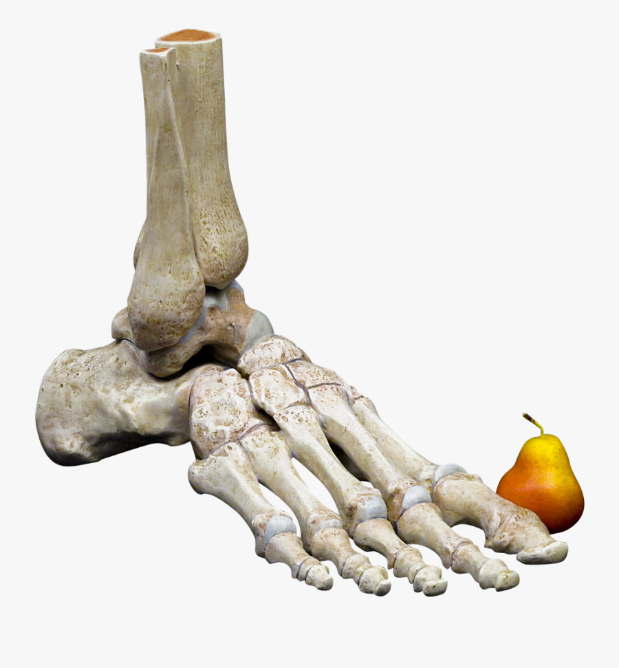 Clip Art Foot Skeleton - Human Skeleton Foot Bome, Transparent Clipart