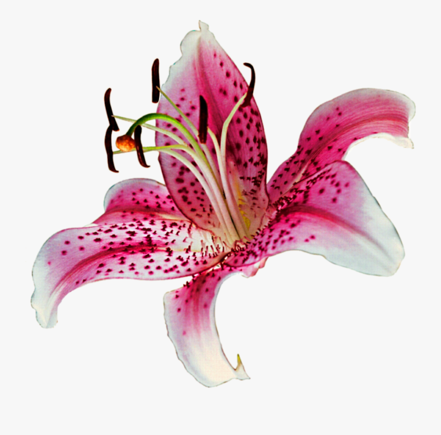 Stargazer Clip Art Clipart Free Download - Transparent Background Lily Clipart, Transparent Clipart