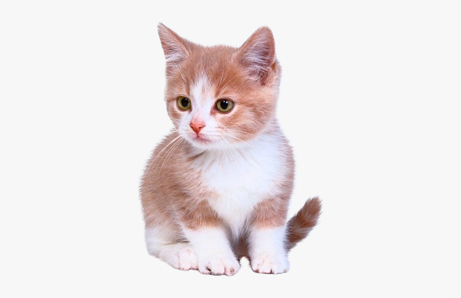 Kitten Cat Puppy Dog Litter Box - Kittens Png, Transparent Clipart