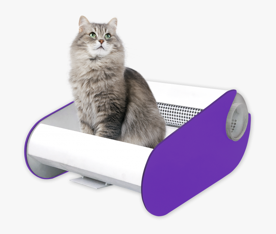 Cat On Transparent Background, Transparent Clipart