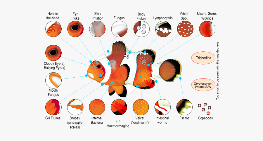 Marine Fish Diseases Chart, Transparent Clipart