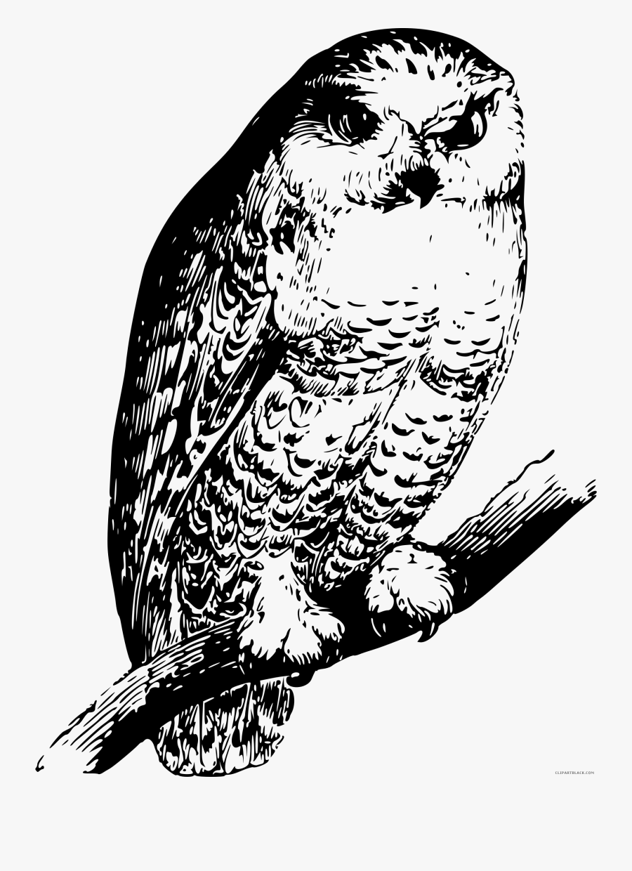 Black And White Owl Clipart - Owl, Transparent Clipart