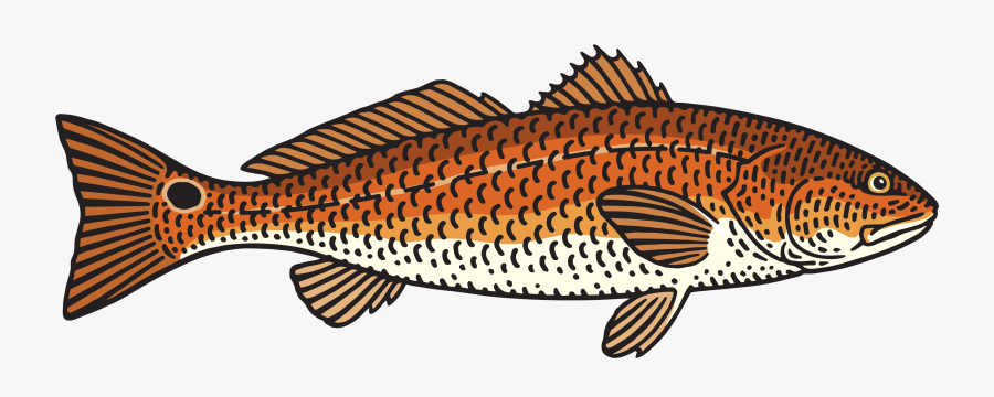 Populate Fish, Transparent Clipart