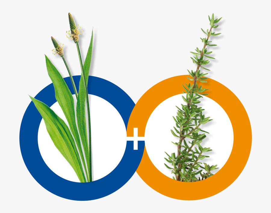 Ribwort And Thyme - Grass, Transparent Clipart