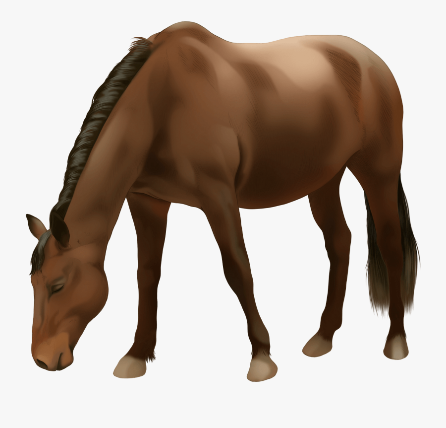 Sorrel, Transparent Clipart