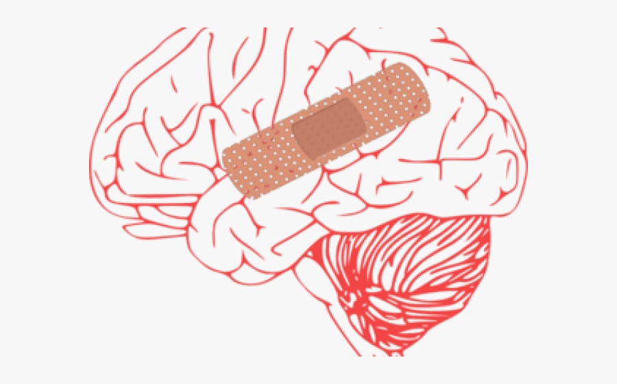 Outline Of Human Brain, Transparent Clipart