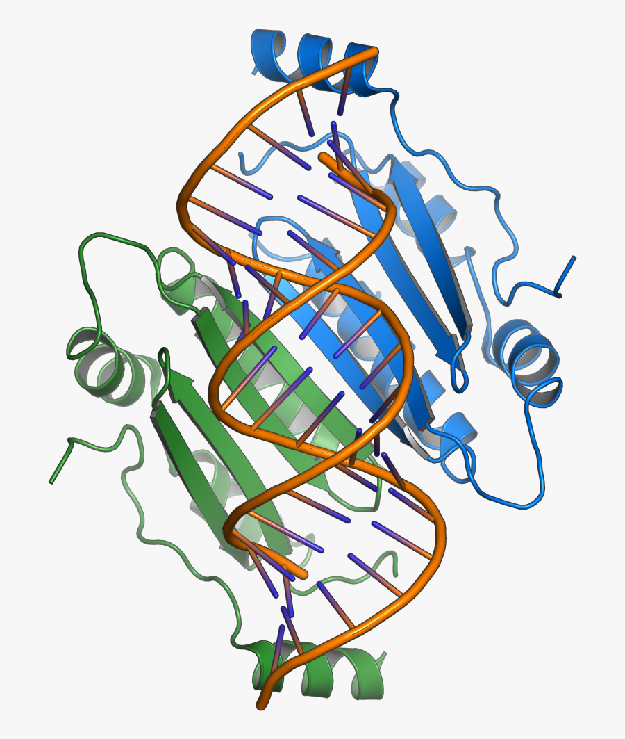 Overlapping Gene, Transparent Clipart