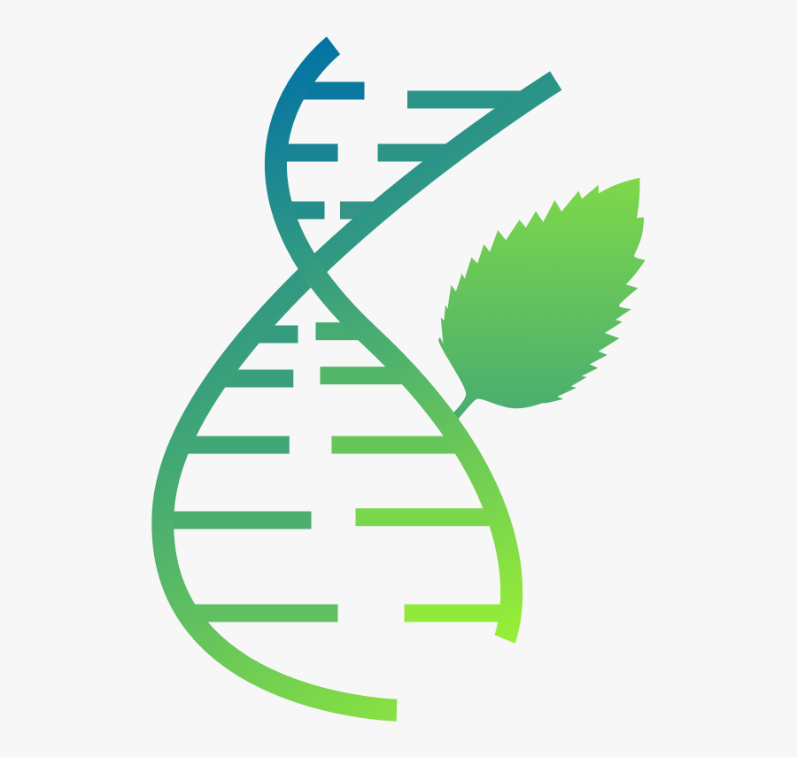 Mint Can Analyze Structure Of Your Rna Molecule Meaning - Emblem, Transparent Clipart
