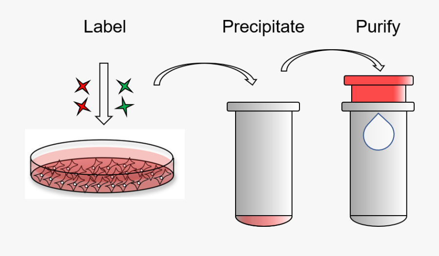 Exoclean, Exosome Purification Kit, Transparent Clipart