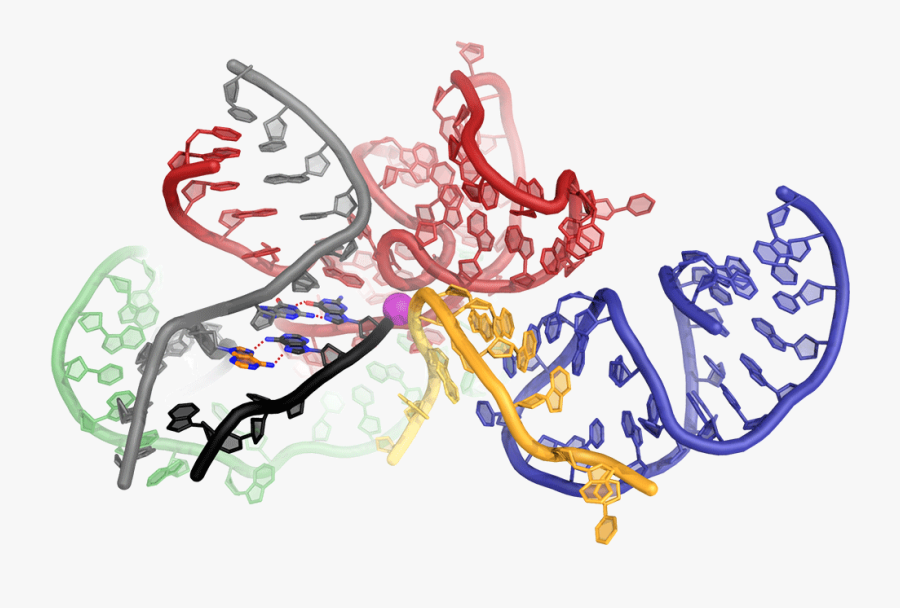 Rna At The Core Of The Spliceosome, Transparent Clipart