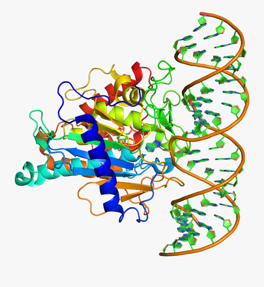 Adar2 Deaminase Domain Rna Co-crystal Pdb 5ed1 - Adar1 Rna, Transparent Clipart