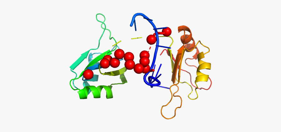 Protein Sex-lethal Mutant Rna Decaneucleotide U8gu - Illustration, Transparent Clipart
