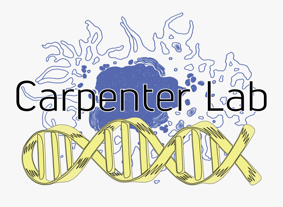 Calligraphy, Transparent Clipart