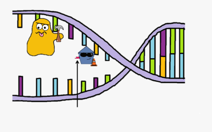 Picture - Ssb Proteins Bind To Dna Strands, Transparent Clipart