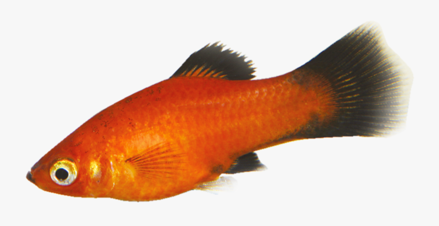 Tropical Fish - Png Goldfish, Transparent Clipart