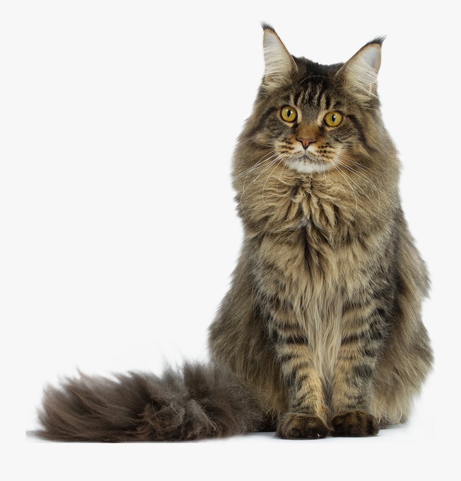 Clip Art Purebred Maine Coon Maine Coon Angora Cat , Free Transparent