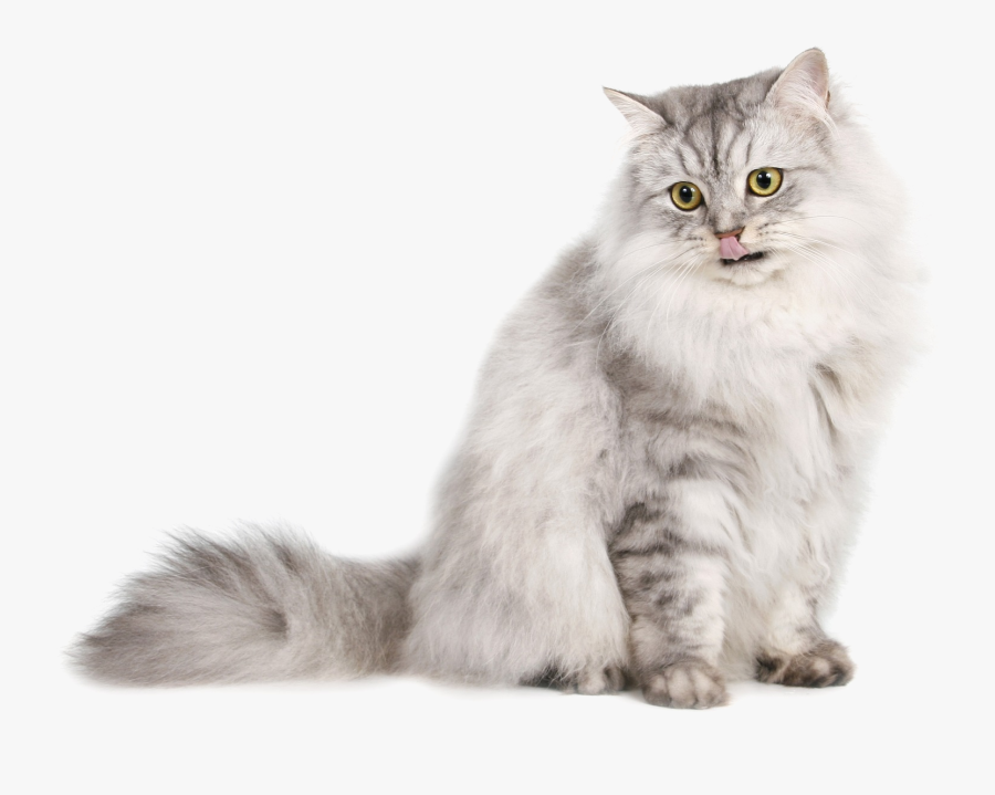 To Medium Sized Longhair,domestic Long Haired Cat,siberian,british - Persian Cat Transparent Background, Transparent Clipart