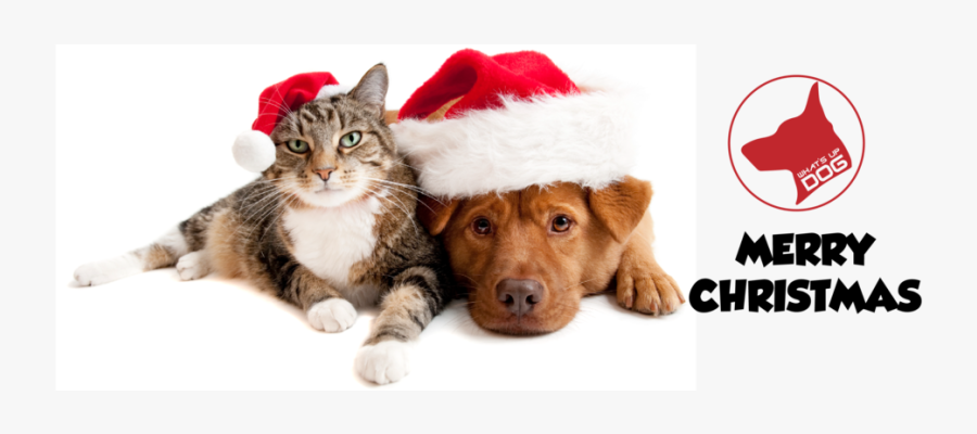 Cat Christmas - Dogs And Cats At Christmas, Transparent Clipart