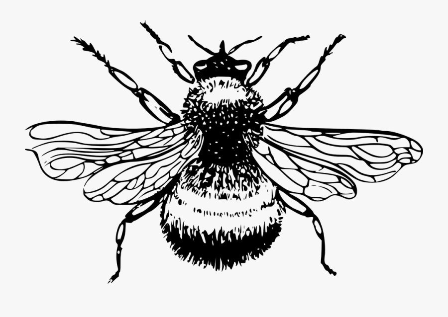 Bumblebee, Bumble, Bee, Insect, Wings, Stinger - Bumble Bee Black And White, Transparent Clipart