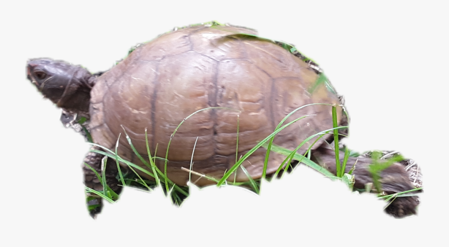 Transparent Gopher Tortoise Clipart - Desert Tortoise, Transparent Clipart